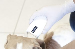 Em campanha, Osasco castra e aplica grátis microchip em cães e gatos