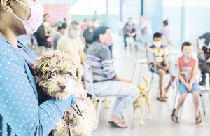 Programa pretende castrar 1 mil animais até o final do ano em Pirapora