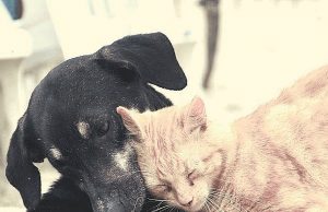 Vereador Ralfi lamenta aumento no número de animais abandonados durante a pandemia