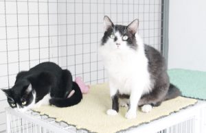Serviço de adoção de animais em Barueri bate recorde em julho e atenderá também pelo WhatsApp