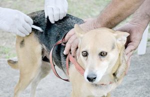 Controle de Zoonoses mantém vacinação de rotina contra a raiva