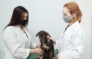 UBS Animal de Santana de Parnaíba também acolherá bichos abandonados