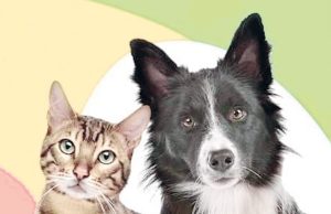Prefeitura de Pirapora programa duas novas sessões de castrações de cães e gatos