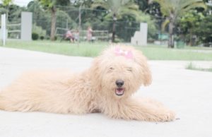 Barueri retoma agendamento para castração gratuita de cães e gatos