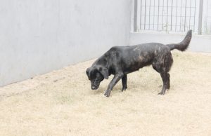Animais resgatados são disponibilizados para adoção em feira de pets em Barueri