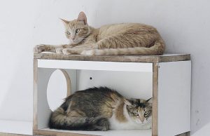 Barueri recebe novo agendamento para castração de cães e gatos