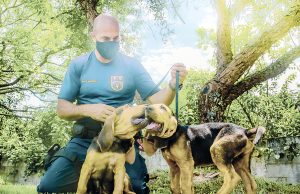 Dois novos cães farejadores passam a integrar canil da GCM de Parnaíba