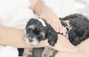 Sema abre novo período de agendamento para castração de pets em Barueri