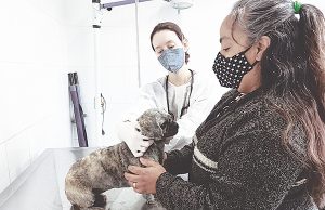 Cepad oferece atendimento veterinário básico e gratuito a pessoas de baixa renda
