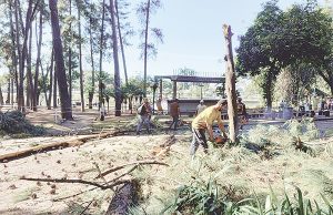 Sema garante replantio após remoção de 255 árvores no Parque Dom José