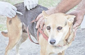 Núcleo de Zoonoses promove vacinação antirrábica mediante agendamento prévio