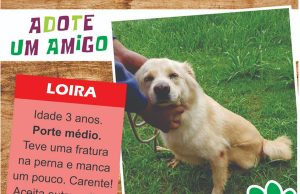 Sema cria programa Adota Delivery para adoção de pets pelo sistema on-line
