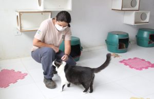 Tutores responsáveis por cães e gatos devem agendar vacina contra a raiva por telefone em Barueri