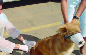 Centro e Payol recebem etapas da campanha de vacinação antirrábica