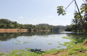 Recuperação da lagoa dá início a processo de revitalização do Parque Ecológico de Barueri