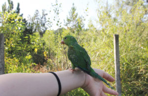 Cetas de Barueri promove evento gratuito de observação de pássaros no Parque Ecológico