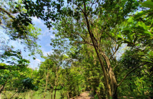 Fundo Nacional sobre Mudança do Clima escolhe projeto de Osasco vencedor dentre propostas de todo o país
