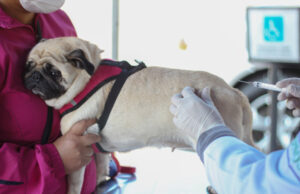 Dois últimos sábados de janeiro servirão para setor de Zoonoses de Barueri reforçar vacinação contra a raiva