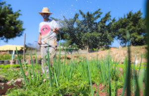 Agricultura Urbana pretende ampliação e criação do ‘Eixo Verde’ em Osasco neste ano