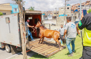 Prefeitura de Carapicuíba recolhe animais em vias públicas e multa proprietários