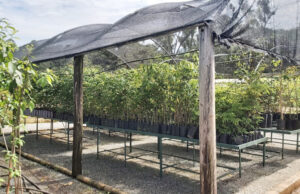 Viveiro Municipal mantém distribuição de mudas de plantas em Barueri