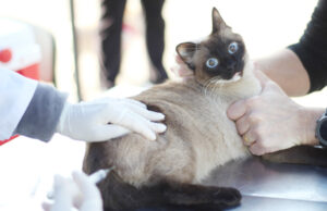 Barueri vacina pets contra a raiva e abre agendamento para castração