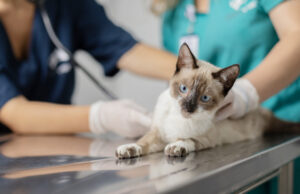 Serviços ligados ao meio ambiente contabilizam 50 mil animais atendidos e cuidados em Barueri