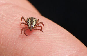 Depois de mortes confirmadas, governo de SP faz alerta sobre febre maculosa