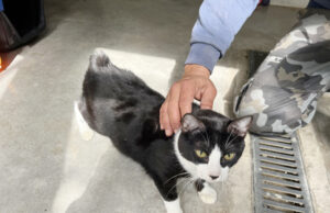 Feiras de Adoção de Pets acontecem durante todo o mês de agosto em Barueri