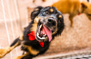 Prefeitura de Itapevi abre canais para denúncias de abandonos de animais na cidade