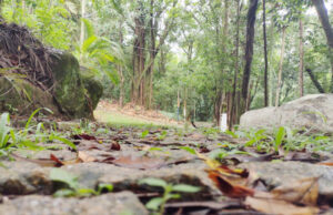 Inscrições para reservas no Portal Ecológico de Jandira podem ser feitas na Secretaria de Meio Ambiente