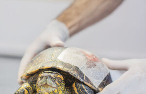 Cetas de Barueri recebe prêmio ecológico por conservação da vida silvestre