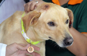 Animais de rua resgatados pelo Bem Estar Animal recebem identificação por coleira de QR Code em Santana de Parnaíba