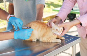 Posto fixo de vacinação contra a raiva amplia atendimento em Barueri durante o mês de setembro