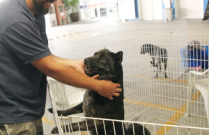 Sema divulga feiras de adoção de pets de Barueri no mês de novembro