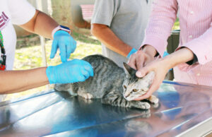 Falta de vacinas contra a raiva impõe atendimento reduzido do setor de Zoonoses de Barueri