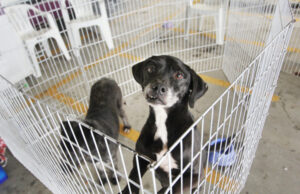 Feiras de adoção de pets de dezembro em Barueri começam nesta sexta-feira, dia 1º