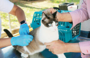 Funcionamento do posto fixo de vacinação contra raiva em Barueri volta à normalidade em novembro