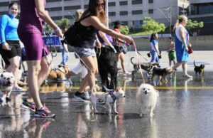 Nova edição da Cãominhada de Barueri acontece neste sábado no Parque Dom José