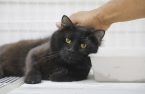 Bairros de Barueri recebem mutirões em busca de novos casos de esporotricose