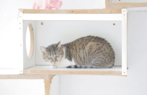 Castração de pets em Barueri abre novo agendamento no dia 3 de abril