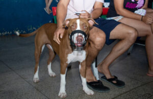 Programas de castração e adoção de pets em Carapicuíba atendem nos bairros, voltados ao ‘bem-estar animal’