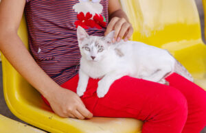 Prefeitura de Jandira distribuirá 230 senhas para castração de cães e gatos em um único dia