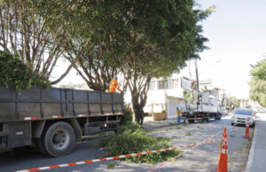 Barueri implanta novo modelo para podas de árvores na cidade
