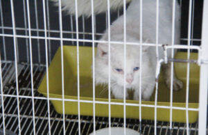 Zoonozes de Barueri promove ações para controle e prevenção da ‘doença do gato’