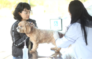 Posto fixo de vacinação contra a raiva em Barueri passa a atender três dias por semana