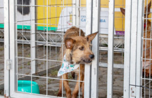 Saúde de Carapicuíba leva mutirãode atendimentos gratuitos à Vila Dirce