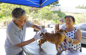 Posto fixo vacina cães e gatos contra a raiva três vezes por semana em Barueri