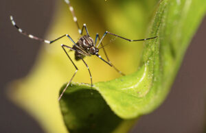 Governo de SP promove ações de mobilização contra a dengue na próxima semana