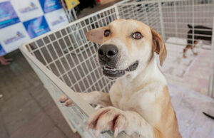 Doações de cães e gatos são gratuitas em nova edição de feira promovida no Centro de Itapevi